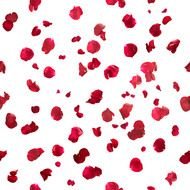 wallpaper with rose petals
