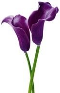 purple lily flower on a white background