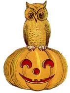 vintage Halloween drawing, owl perched pumpkin