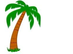 Cartoon colorful palm clipart