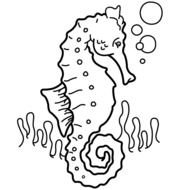 19 Seahorse Coloring Picture Free Page Site