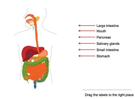 Human Digestion drawing