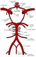 Circulus Arteriosus Cerebri Doccheck Flexikon