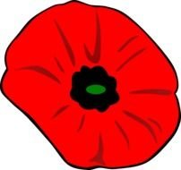 Day Poppy drawing