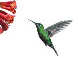 background with hummingbird