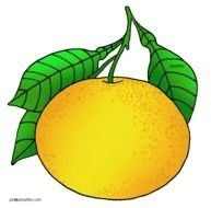 Grapefruit 20clipart Panda Free Images