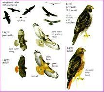 Drawing Of Red Tailed Hawk