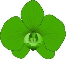 Green Orchid At Clkercom Vector Online Royalty