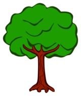 tree with lush green crowns as a picture for clipart
