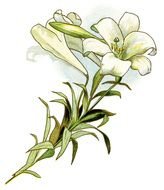nice Lily Flower drawing