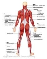 muscle development system in humans