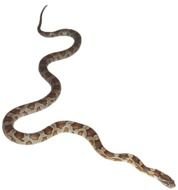snake on a black background