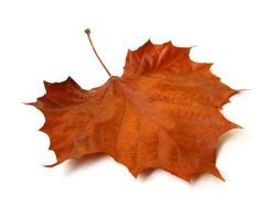 dry brown maple leaf on a white background