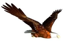 Eagle as picture for clipart