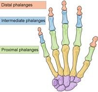 Proximal Phalanges 5 &amp;215 2 Intermediate 4 Distal