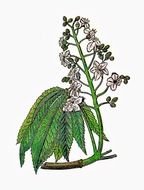 drawing of a plant in vintage style