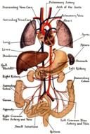 Endocrine System drawing