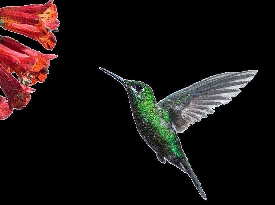 background with hummingbird