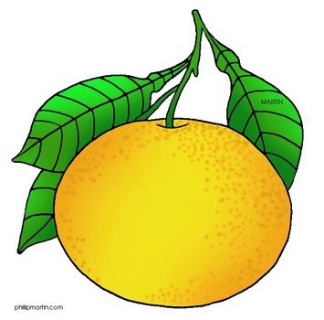 Grapefruit 20clipart Panda Free Images