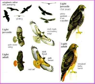 Drawing Of Red Tailed Hawk