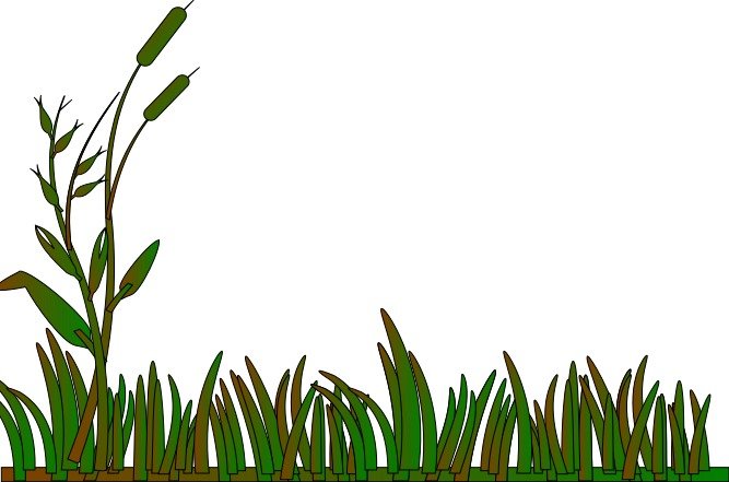 Grass Hill Panda Free Images N2