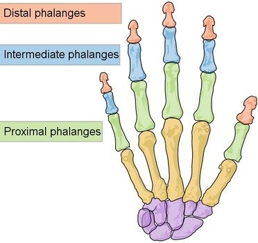 Proximal Phalanges 5 &215 2 Intermediate 4 Distal