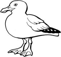 white seagull in coloring book