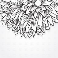 black and white drawing of a peony on a white background