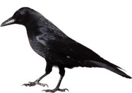 Crow Black drawing