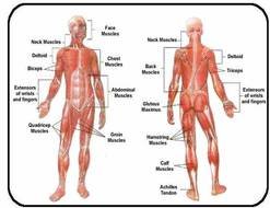 Voluntary Muscles Such As Your Arms And Legs Can Be Controlled By