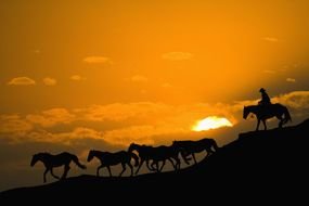 a cowboy and a herd of horses descend from the mountain against the backdrop of a golden sunset