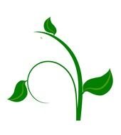 Green Pumpkin Leaf Panda Free Images