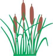 Cattail plants, drawing