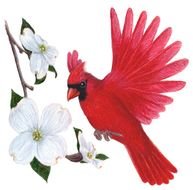 The North Carolina State Flower And Bird