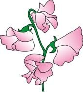 Sweet Pea Flower drawing