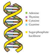 15 Dna Helix Art Frees That You Can Download To Computer