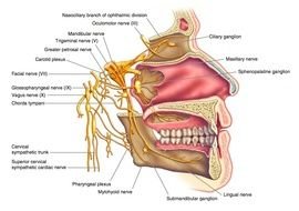 clipart of the sphenopalatine ganglion