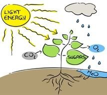 Clipart of What Is Photosynthesis