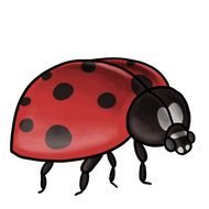Clip Art Ladybird Hd Walls Find Wallpapers