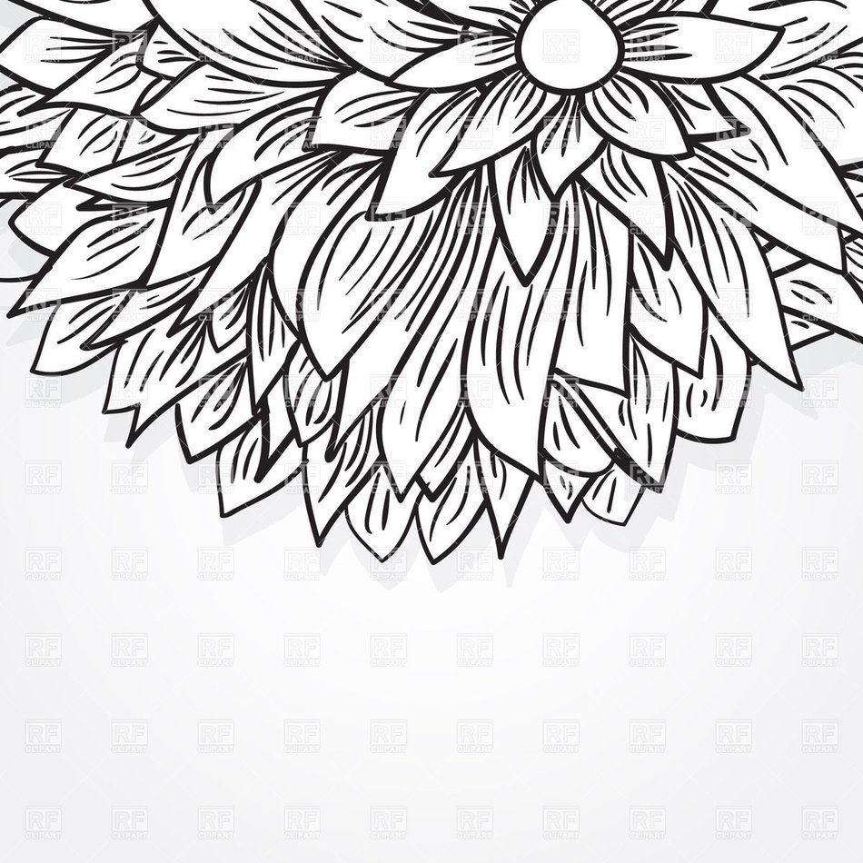 black and white drawing of a peony on a white background