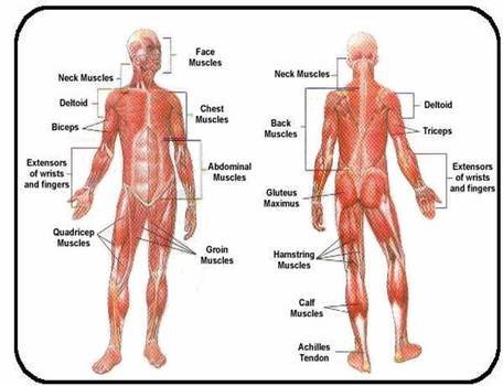 Voluntary Muscles Such As Your Arms And Legs Can Be Controlled By