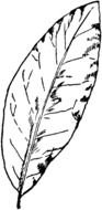 painted white elongated tree leaf