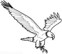 Bald Eagle Coloring Picture