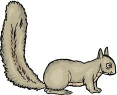 grey squirrel