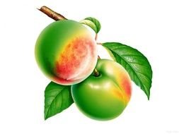 illustration of the green and red apples