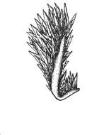 wing drawings drawing