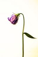 Wilting Flower drawing