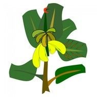 Bananas On Banana Tree Plant