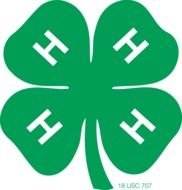Three Leaf Clover drawing