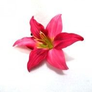 Lily Flower drawing